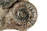 Free-Standing Fossil Ammonite (Hammatoceras) Pair - France #227335-2